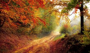 Reiki Usui pour la nature